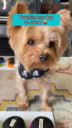 Teaching My Dog To Swear