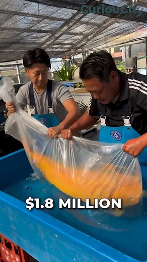615K views · 6.1K reactions | Would You Pay $1.8 Million for This...
