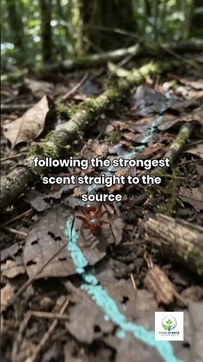 How Ants Build Invisible Highways 🐜🛣️ | Nature's Chemical GPS! #shorts