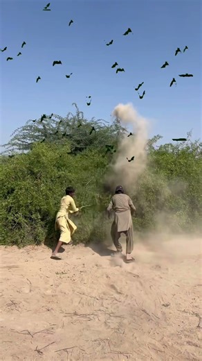 Amazing peacock hunting 🦚😱 dangerous hunting #birds #farming #wildlife #villagelife #viralvideo