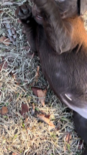 Adorable Carolina Labradors: A Cuteness Overload