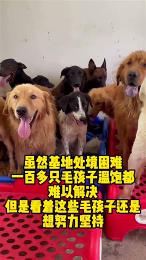 威信: 15767143454 LINE：jiuzhu999 主頁有Paypal以及蝦皮愛心投餵支援 希望能讓數百隻流浪毛孩子吃飽🙏🙏🙏