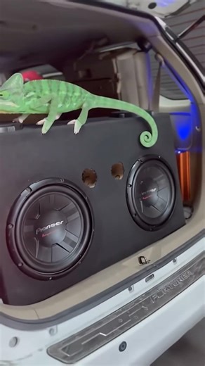 Pioneer Subwoofer Car 12" 🔥⚡ #subwoofer #audio #bass #speaker #bassboosted #pioneer #seo2024 #jbl