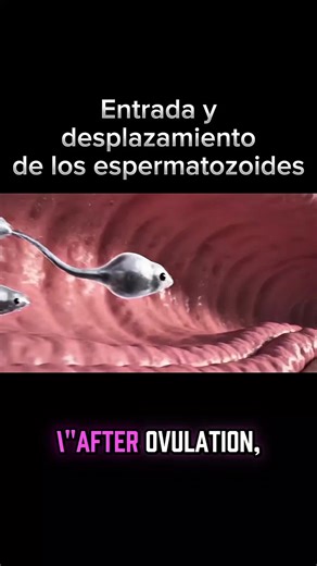 Understanding the Human Sperm Journey to Fertilization