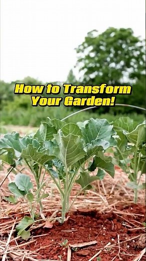How to drill holes in clay soil using plants #gardeninghacks #soil