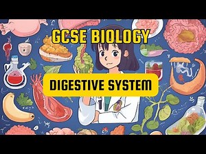 The Journey of Food: Human Digestive System Explained | GCSE Biology