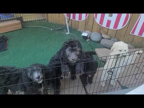 10 wk old Sheepadoodle + Australian Labradoodle Puppies - Washington State
