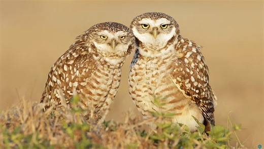 How to Become a Successful Bird Photographer