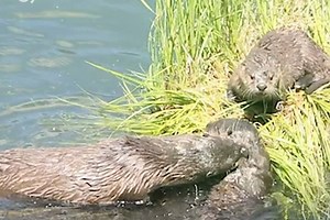 Where do they offer swim lessons for otters? | VIX Explore