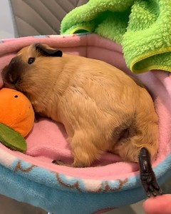29K views · 2.1K reactions | Starting the day off with a nice foot massage   (Video credit to Instagram page loopyloola1: https://www.instagram.com/loopyloola1) | Guinea Pig Zone | Facebook