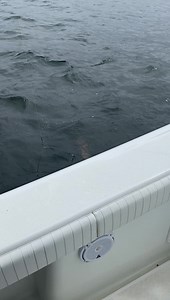 88K views · 440 reactions | Lingcod Fishing is good! Maxima Fishing Line￼ | Total Fisherman | Facebook