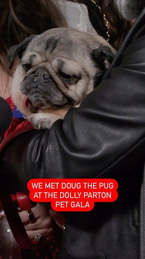 22 reactions | An unbothered king   @itsdougthepug and dozens of our favorite stars are at the @dollyparton Pet Gala TONIGHT on CBS! | WSM Radio | Facebook