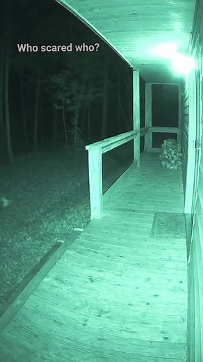 Something scares bear #scary #frightening #spooky | Paranormal in the Wild