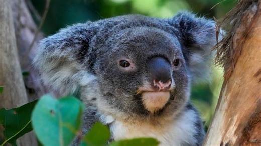 Conservationists planting 'koala corridors' to protect iconic animal