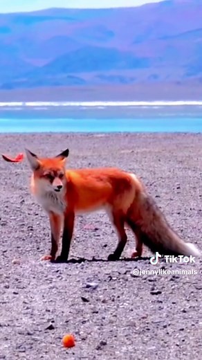 Beautiful Red Fox in its Natural Habitat