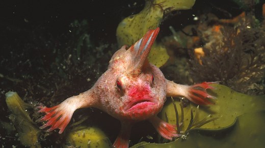 RIP, smooth handfish. You were weird, and now you’re extinct.