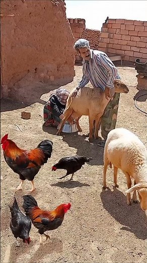 Milking Goats in Iranian Villages🐐