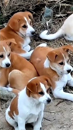 Too Cute Puppy Gang 🐶😍 | You’ll Smile Instantly