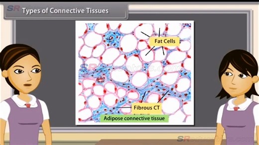 CLASS 9 BIOLOGY ANIMAL TISSUES