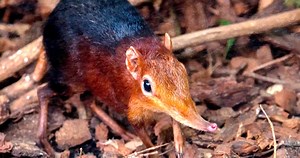 Sengi (Elephant Shrew), A Tiny Big Nosed Mammal That's Related to the Elephant