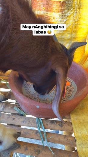 Nagpakain ako ng feeds #goats | Goats-To-Kita