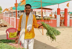 A cow hospital with a cancer ward and ICU