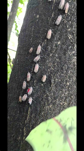 Spotted lanternfly removal from their host trees the tree of heaven #tree #lanternfly #waxing #learnontiktok