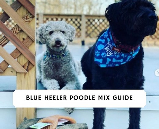 Best Blue Heeler Poodle Mix Guide! - We Love Doodles