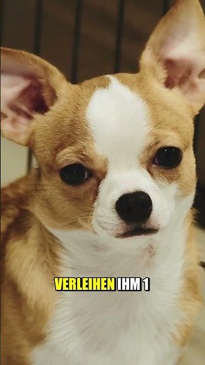 Chihuahua - kurzes Rassenportrait - #chihuahua #hundeliebe #hunde #familienhund