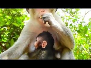 Mommy’s New Rules: Weaning Baby Monkey’s First Challenge