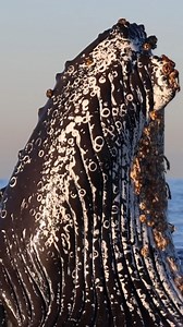 18M views · 88K reactions | "Surface lunge feeding is a special type...