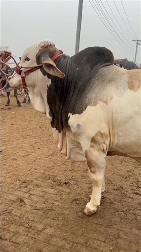 Eid ul Adha Animal 2026 | Cow Tiktok | Cow Lover | Qurbani Eid Janwar | Cow For Qurbani | #Shorts​