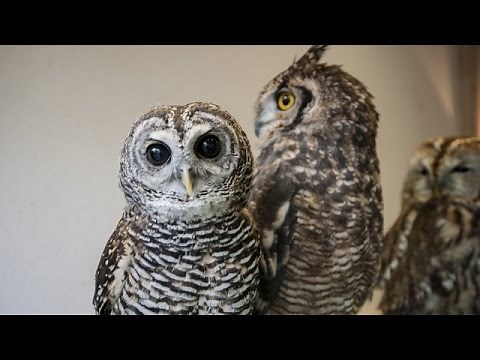 When Owls Bob Their Heads, They're Not Trying To Be Creepy - Newsy