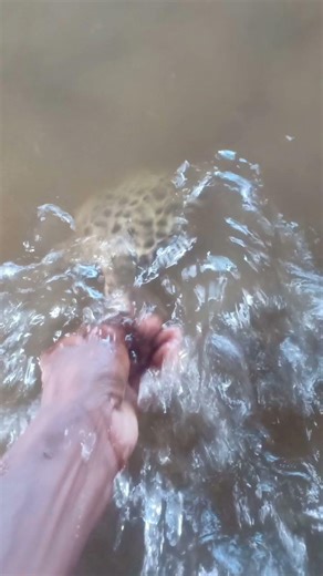 #subscribe @ catch release spinefoot fish 🐠