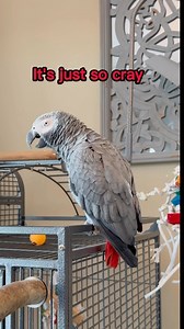 Some of my favourite moments of me trying to teach Gizmo Christmas songs. Chirp Gurp! #africangreyparrot #africangrey #adoptdontshop #singingparrot #singingbird #talkingbird #gizmothegreybird | Gizmo the Grey Bird