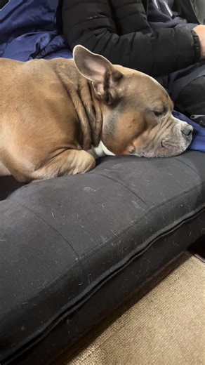 He’s so cute when he settles down and lets out a sigh 😭 #souldog #americanbully #cutedog #sleepingdog #dogtok