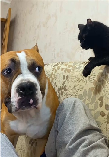 Funny animals 😂😂😂 #funny #laugh #funnyvideos #dog #animals | Funny Animals