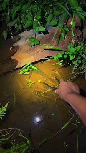 catching fish using tongs🙂🙂🙂#fbreelsvideo #reels#trending #viral#explore#india#reel#forest#OMG