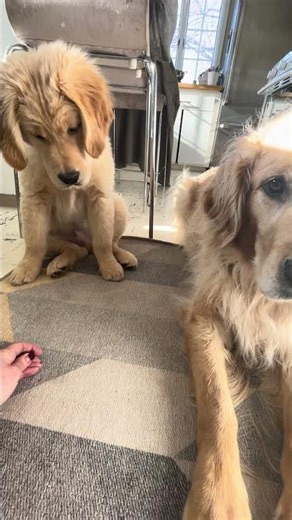 Teaching down to our golden retriever puppy #goldenretriever ￼