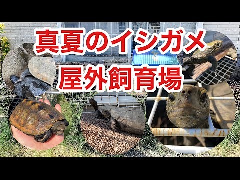 20匹のイシガメ、屋外飼育場の観察