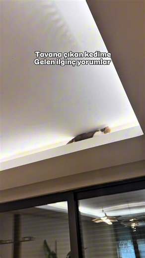 Tavana Çıkan Kedim: İlginç Yorumlar ve Maceralar