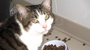 Les animaux à l’adoption pour ce 10 mars