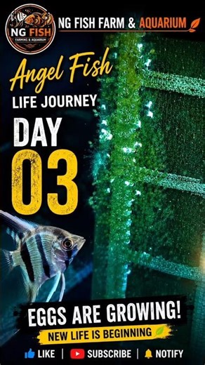 Angel Fish Life Journey | Day 03 🐣