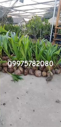 Free delivery luzon area cod we shipp visayas mindanao plus sf #luzon #dwarf #buyers #farmlife #original