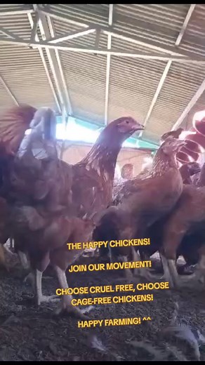 CHOOSE CRUEL-FREE! CHOOSE CAGE-FREE CHICKENS! | SirJuan Agriventure
