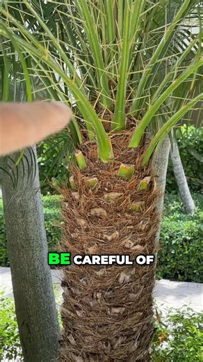 Palm Safety! Understanding your palm and its needs is important #palm #garden #gardening #gardens