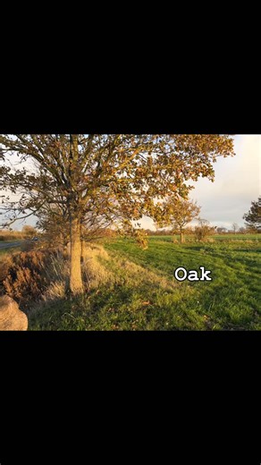 🌳 National Tree Week is here! 🌳 Born in 1973 as “Plant a Tree in ’73”, this annual celebration encourages communities across the UK to plant trees right at the start of planting season. Kept an eye out in the next few weeks as we share our planting progress. Trees clean our air, support wildlife, reduce flooding and help tackle climate change, all while making our landscapes beautiful. Join us in their celebration. #nationaltreeweek 🌿✨ | Revesby Estate