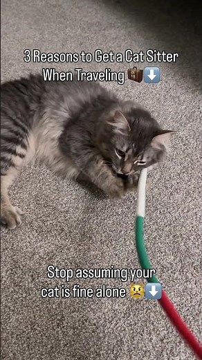 3 reasons to get a cat sitter when traveling: stop assuming your pet is fine by itself #catsitter