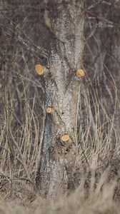 The hunt for reliable backup power ends with a Kohler x Mossy Oak© camouflage generator—available in three exclusive designs. | Kohler Energy – Generators | Facebook