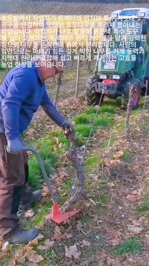 트랙터 윈치와 특수 도구를 활용한 포도나무 뿌리 제거 작업 #worker #process #vineyard #tractor #farming